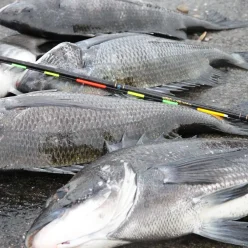 黒鯛.チヌフカセ釣り用ウキ